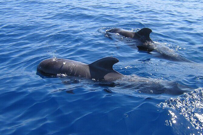 Tenerife Los Cristianos: Whale and Dolphin Eco-Yacht and Swim Stop - Key Highlights at a Glance