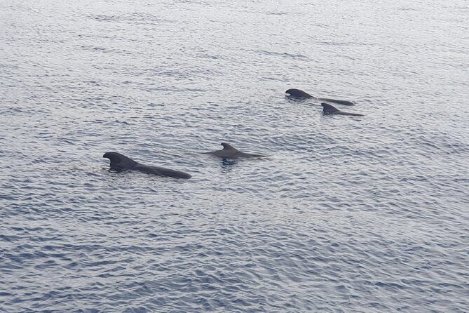 Tenerife Los Cristianos: Whale and Dolphin Eco-Yacht and Swim Stop - The Boat and Comfort Details That Actually Matter