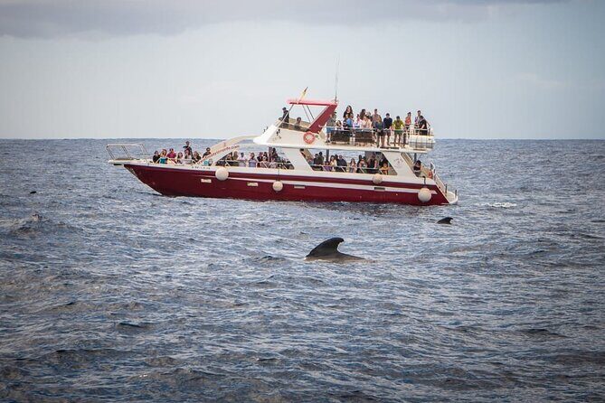 Tenerife Los Cristianos: Whale and Dolphin Eco-Yacht and Swim Stop - The Cave of Love and Palm Mar Coast Views