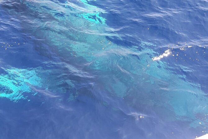 Tenerife Los Cristianos: Whale and Dolphin Eco-Yacht and Swim Stop - Duration and Timing: Getting the Most From 1 Hour 40 Minutes