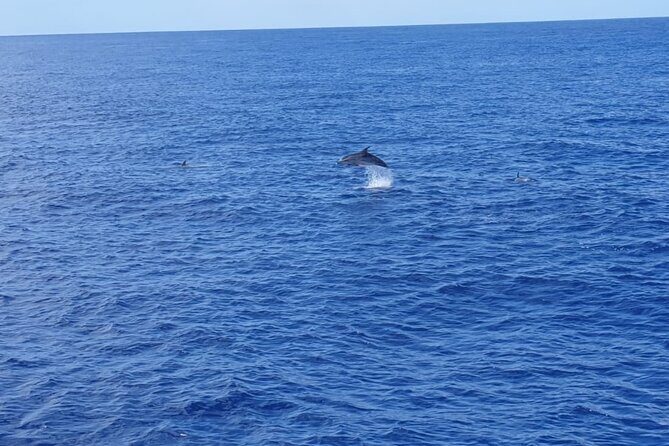 Tenerife Los Cristianos: Whale and Dolphin Eco-Yacht and Swim Stop - Price and Value: Why About $18 Feels Like a Deal