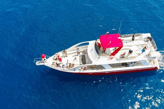 Tenerife Los Cristianos: Whale and Dolphin Eco-Yacht and Swim Stop - What You’ll See: Whales, Dolphins, and Friends Off Tenerife