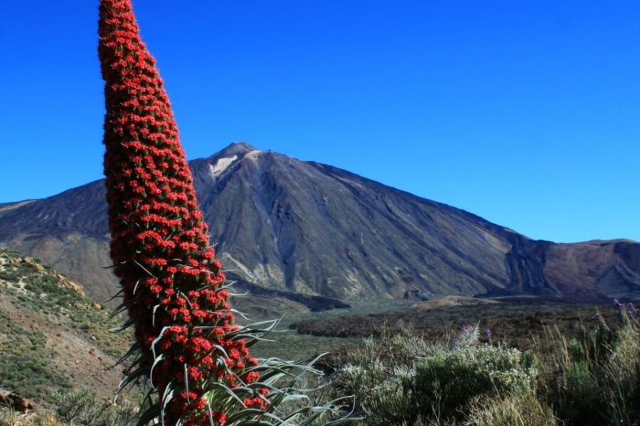 Tenerife: Mount Teide Quad Tour in Tenerife National Park - Snacks, Warm Clothing, Insurance, and the Photo Option
