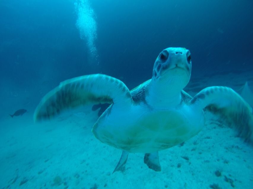 Tenerife : Private Dive for Beginners from a Boat - Key things that make this Tenerife beginner scuba session work