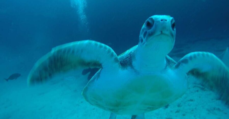 Tenerife : Private Dive for Beginners from a Boat - First-time scuba in Tenerife: what this experience is really about