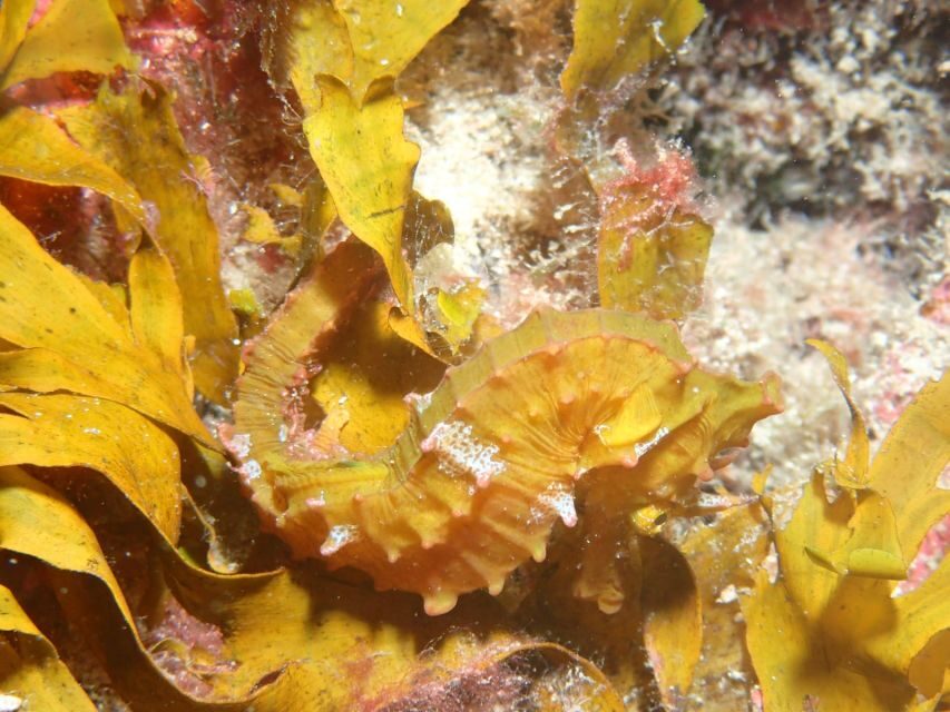 Tenerife : Private Dive for Beginners from a Boat - Price and value: is $118 per person fair?