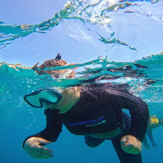 Tenerife: Puerto Colon Snorkel Safari by Speed Boat - Small group, big impact: max 9 on the boat