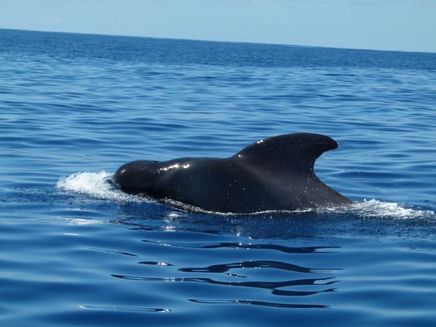 Tenerife: Sailing Excursion with Whale and Dolphin Watching - Wildlife spotting: pilot whales, dolphins, and the value of space