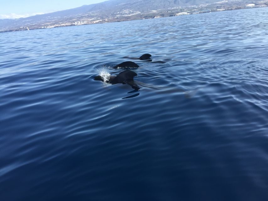 Tenerife: Sailing Excursion with Whale and Dolphin Watching - Finding the boat at Puerto Colón: dock zero and no hotel pickup