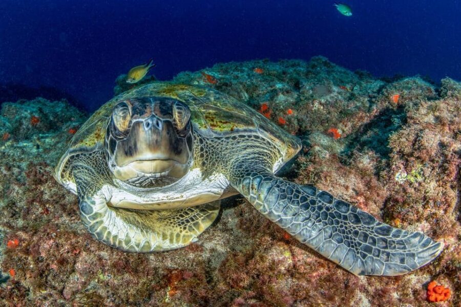 Tenerife: Scuba Diving Experience for Every Level - Key Points That Matter