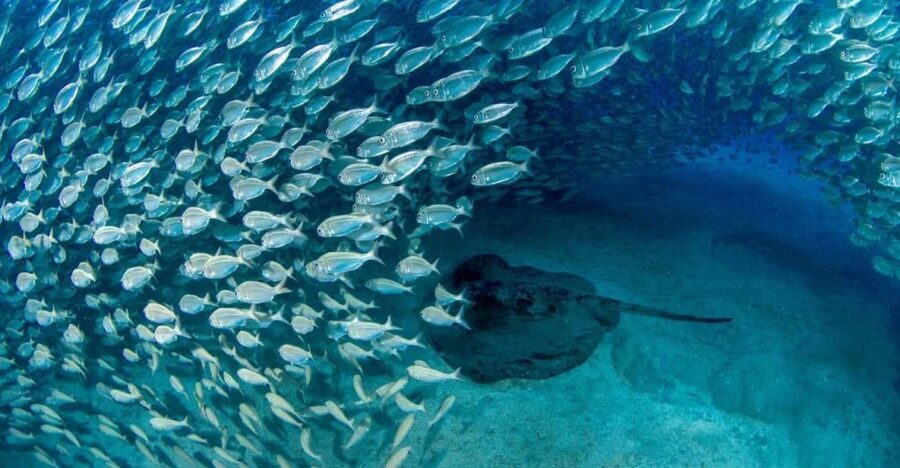 Tenerife: Scuba Diving Experience for Every Level - Entering the Day: Why Playa de las Vistas Works