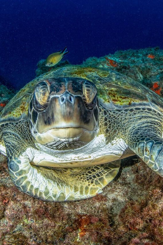 Tenerife: Scuba Diving Experience for Every Level - Gear and Equipment Details That Make a Real Difference