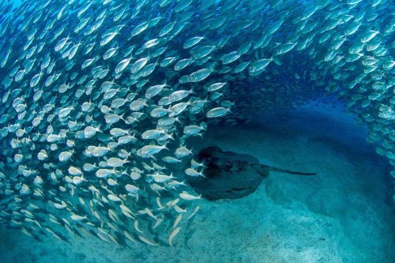Tenerife: Scuba Diving Experience for Every Level - Price and Value: What $98 Buys in Tenerife