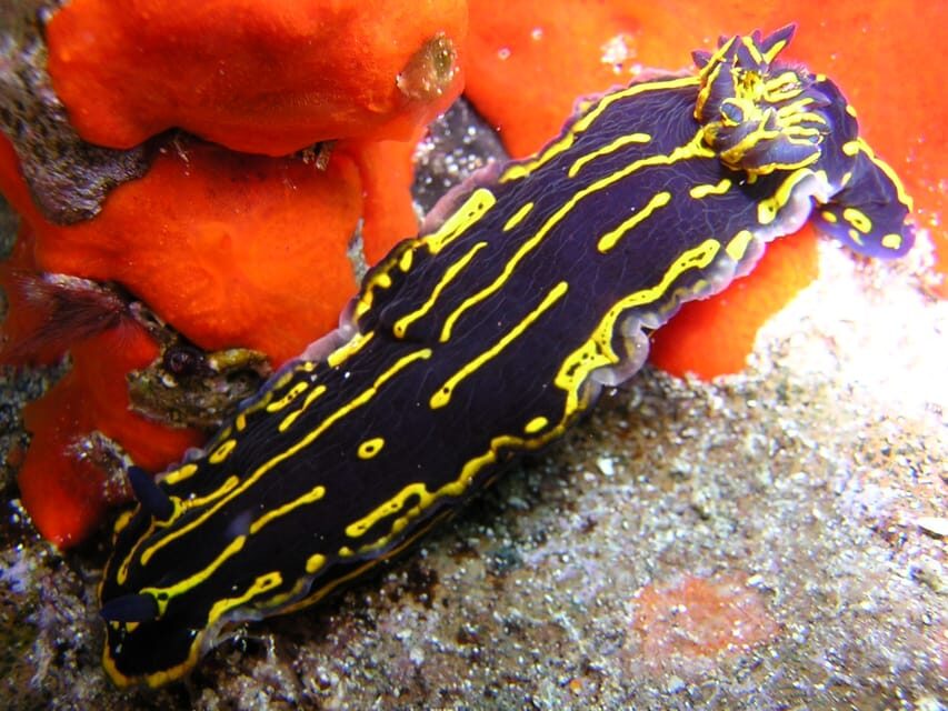 Tenerife Scuba Diving for Certified Divers - Gear and clothing: what’s on you vs what’s provided