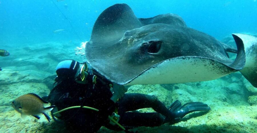 Tenerife: Scuba Diving for Certified Divers in Tenerife - Key Highlights You’ll Care About