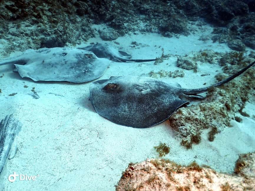 Tenerife: Scuba Diving for Certified Divers in Tenerife - Puerto Colón: The Easy Start at the Waterline
