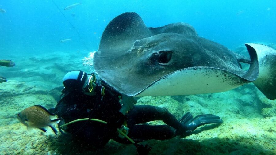 Tenerife: Scuba Diving for Certified Divers in Tenerife - Small Group Energy and Crew Help That Keeps Things Smooth