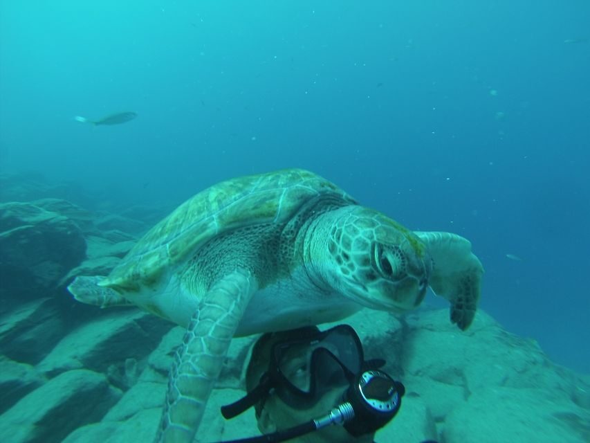 Tenerife: Scuba Diving for Certified Divers in Tenerife - Speedboats and Short Travel Time to Many Tenerife Stops
