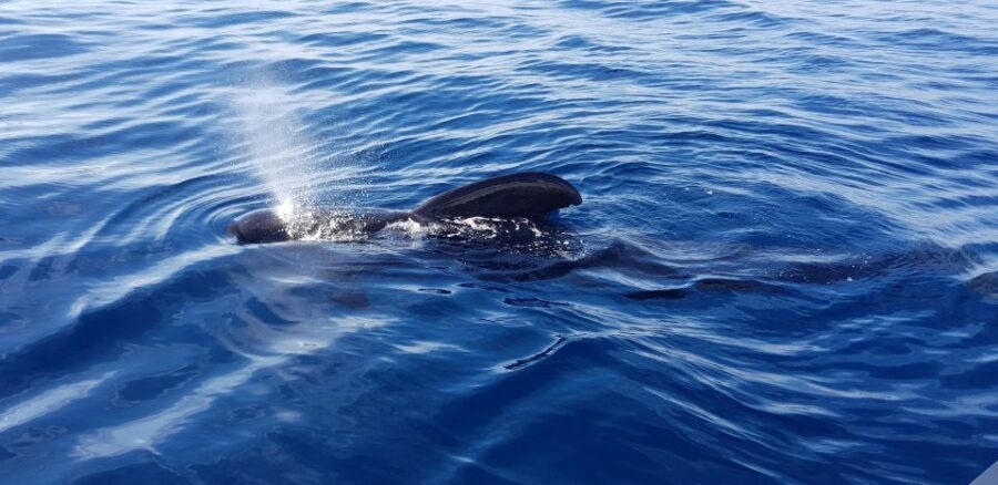 Tenerife: South Island Boat-Trip and Sea Excursion - Who This Boat Trip Is Best For (and Who It Might Not Fit)