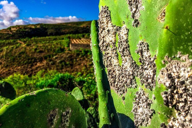Tenerife South Private Tour: Secrets of the Volcanoes - The Price: $921.15 Per Group for Up to Two People