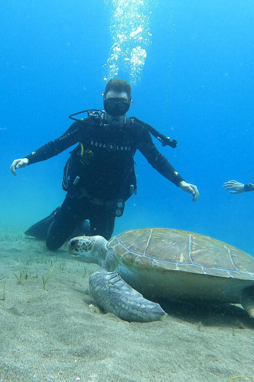 Tenerife south: Scuba Dive for beginners in Adeje - Key highlights at a glance