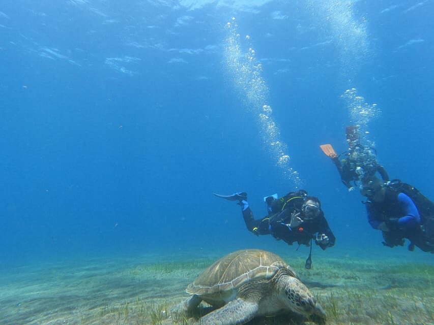 Tenerife south: Scuba Dive for beginners in Adeje - What you might see off the coast: volcanic formations and Atlantic marine life