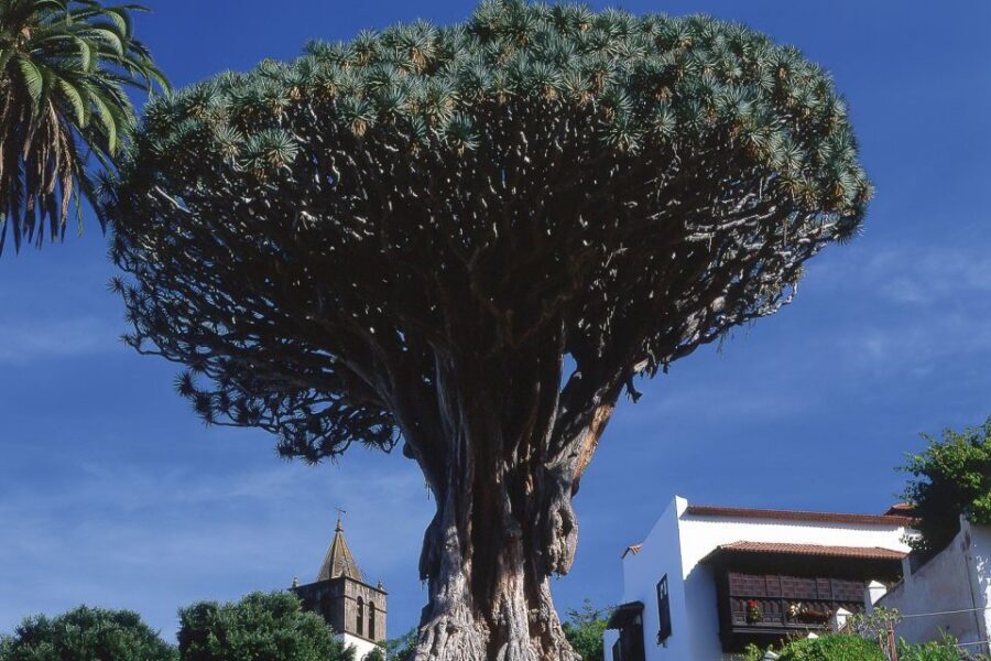 Tenerife: Teide National Park Full-Day Tour with Pickup - Pickup, timing, and the high-road reality check