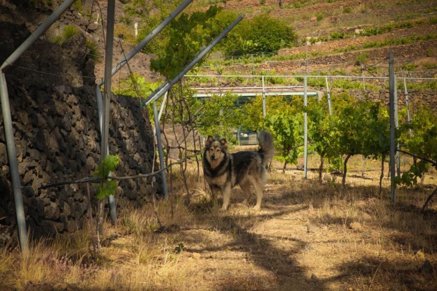 Tenerife: Tour of an Organic Vineyard with Tasting & Snacks - Key Things I’d Highlight Before You Go