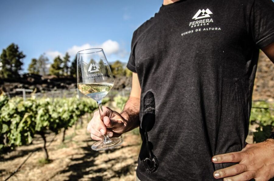 Tenerife: Tour of an Organic Vineyard with Tasting & Snacks - Meeting Near Ferrera Sign and the Simple Logistics That Matter