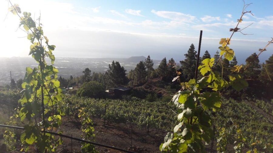 Tenerife: Tour of an Organic Vineyard with Tasting & Snacks - The Walk: Volcanic Lava Tongue to Old-Vine Wisdom