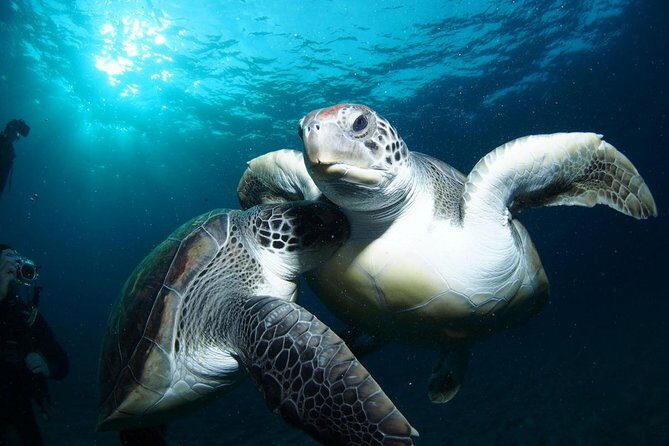 Tenerife Turtle and Snorkel Tour from Costa Adeje - Quick Takeaways Before You Go