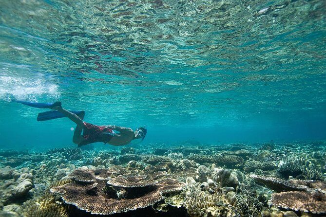 Tenerife Turtle and Snorkel Tour from Costa Adeje - Meeting Up at Costa Adeje: What to Expect Before the Boat Leaves