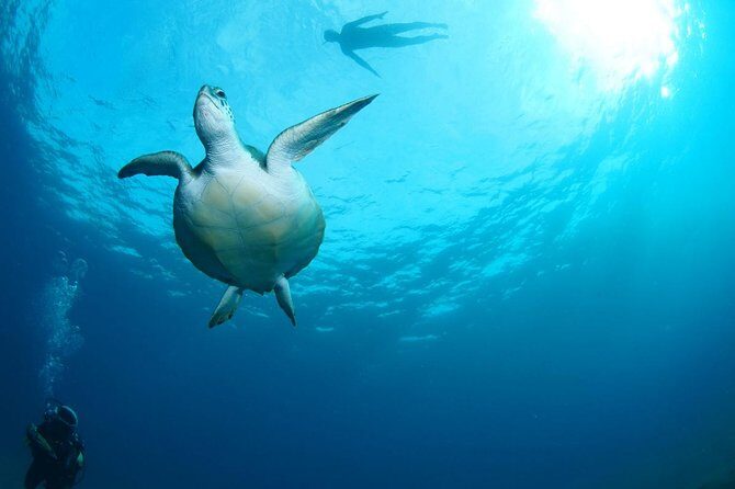 Tenerife Turtle and Snorkel Tour from Costa Adeje - Snorkeling at 2 to 8 Meters: What You’ll See Under the Waterline