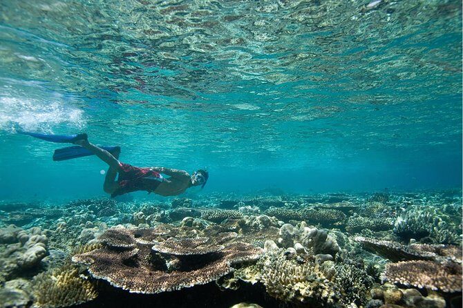 Tenerife Turtle and Snorkel Tour from Costa Adeje - Turtle Viewing Reality Check: How to Maximize Your Chances