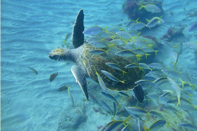 Tenerife Turtle and Snorkel Tour from Costa Adeje - How the Tour Runs: Timing, Group Size, and Pacing