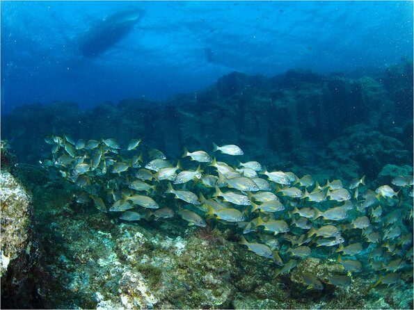 Tenerife Turtle and Snorkel Tour from Costa Adeje - Guides Who Actually Help: Names and What They Did Well