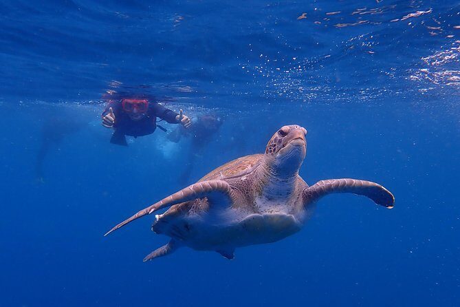 Tenerife: Turtle & Dolphin Kayak Tour with Snorkel & Wetsuit - Wildlife watch: dolphins up close, turtles as a bonus