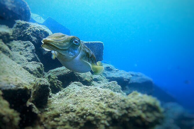 Tenerife Under The Sea - dive into 1-1 personalised experience - 1-on-1 shore scuba with Monika in Tenerife