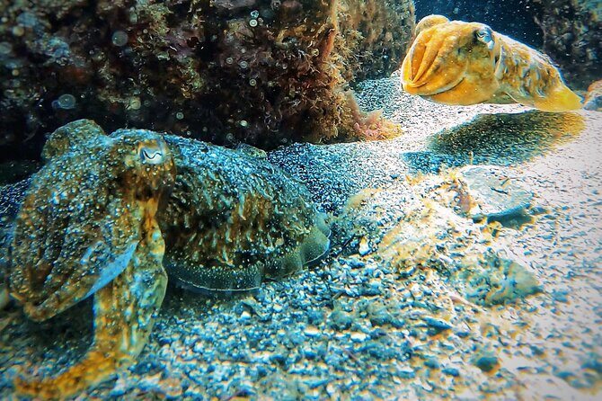 Tenerife Under The Sea - dive into 1-1 personalised experience - Who this experience fits best (and who should be careful)