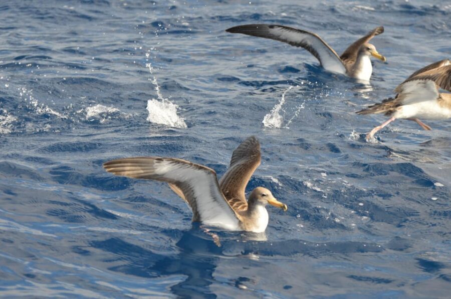 Tenerife: Whale and Dolphin Watching Boat Tour - Should You Book This Whale Express Tour?