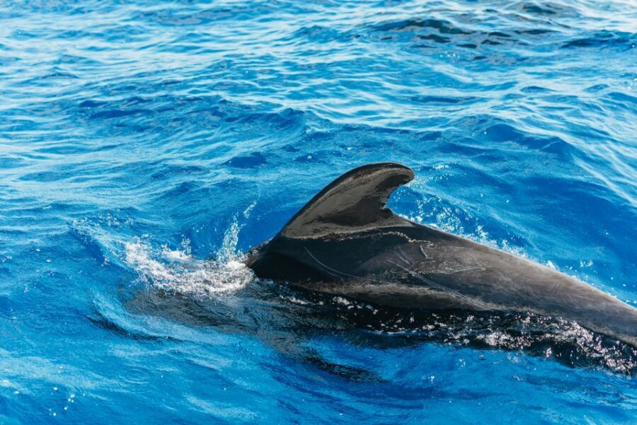 Tenerife: Whale & Dolphin Watching with Drinks and Snacks - Key points to know before you go