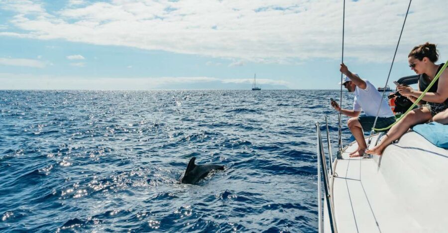 Tenerife: Whale & Dolphin Watching with Drinks and Snacks - Southern Tenerife From Puerto Colón: Small Yachts, Real Sea Time