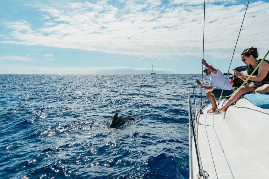 Tenerife: Whale & Dolphin Watching with Drinks and Snacks - What You Get on Board: Drinks, Snacks, and a Comfortable Viewing Setup