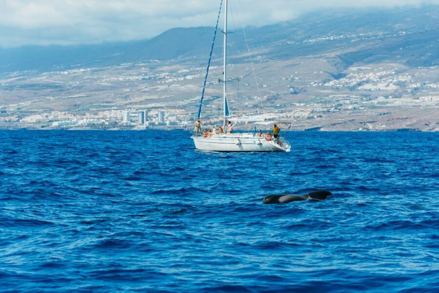 Tenerife: Whale & Dolphin Watching with Drinks and Snacks - The Secluded Bay Stop: Snorkeling With Turtles Without the Stress