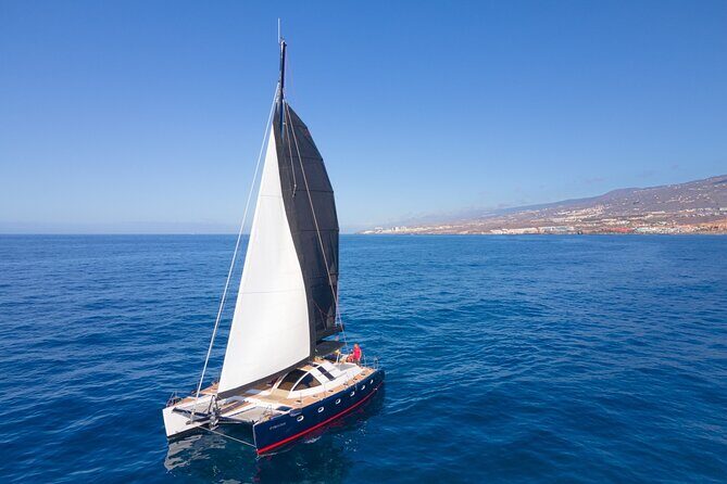 Tenerife Whale watching on private charter - The real whale watching focus: resident pilot whales and dolphins