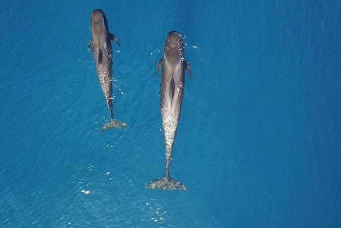 Tenerife Whale watching on private charter - Drinks, live commentary, and the crew vibe (Victor and Conrado)