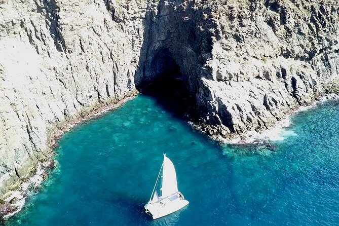 Tenerife Whales and Dolphins Watching Experience in Catamaran - Wildlife sightings you may see (and how to set expectations)