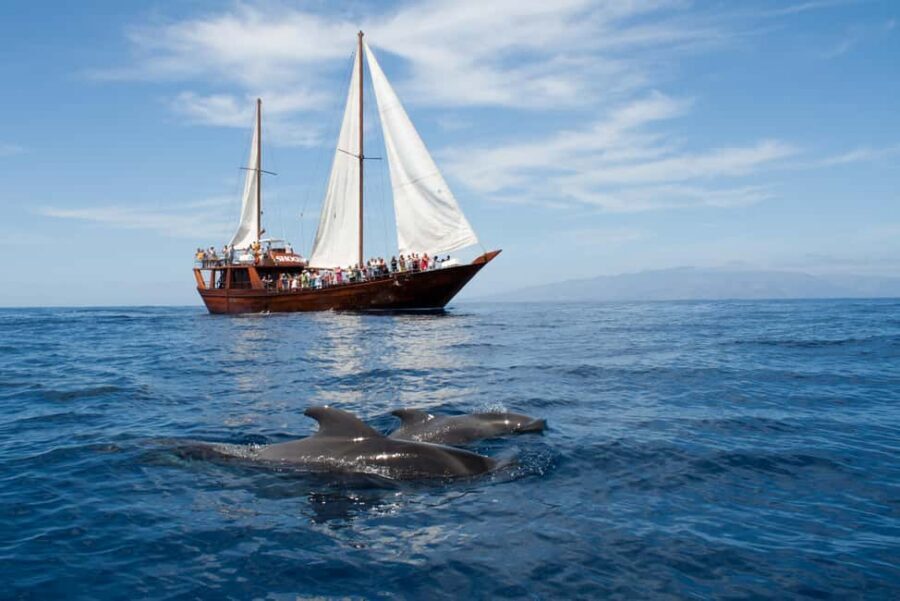 Tenerife:Respectful Whale Watching, Pirate Ship, & Swim - Key things I’d underline before you book
