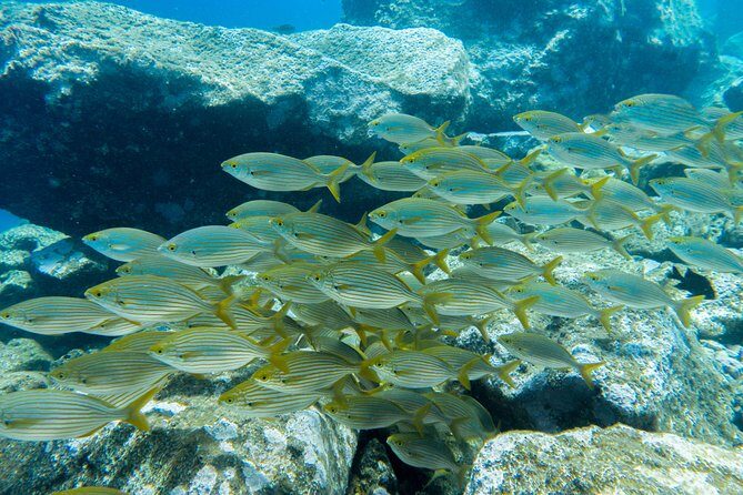 Try Dive - PADI Discover Scuba Diving in Tenerife - The Underwater Try: What It Feels Like and How to Succeed