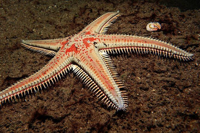 Try Dive - PADI Discover Scuba Diving in Tenerife - Guide Quality: Why Names Like Ryan and Elias Matter